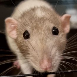 Ori the patchy rat